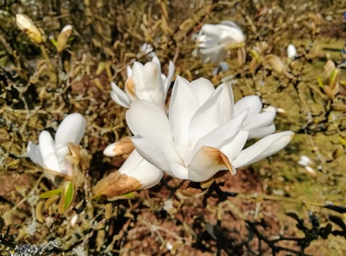  kwitnienie magnolii gwiaździstej (Magnolia stellata